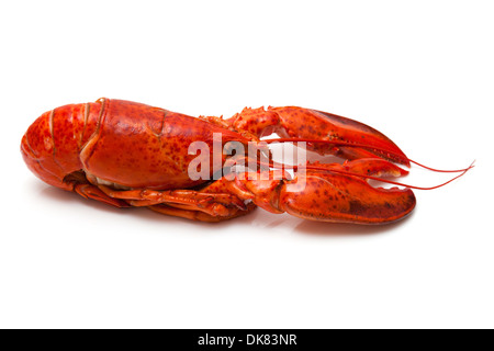 Kanadische rote Hummer (homarus americanus) auf einem weißen studio Hintergrund isoliert gekocht. Stockfoto