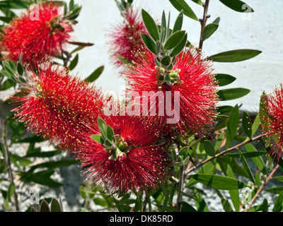 Zylinderputzer - Flaschenbürste Bäumen und Blumen Stockfoto