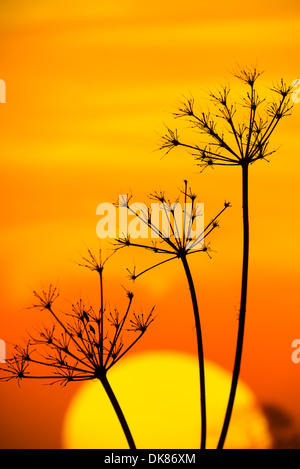 Torilis Japonica – aufrecht HEDGE-Petersilie Stockfoto