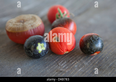 unvollkommene Urtomaten demonstrieren, häufige Probleme und Nebenwirkungen der Bio-Gärtnerei Stockfoto