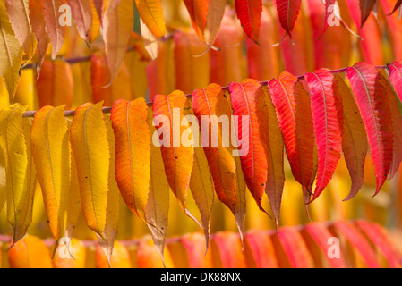 Sumach Baum, Blätter im Herbst, Stockfoto