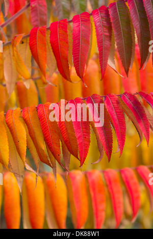 Sumach Baum, Blätter im Herbst, Stockfoto