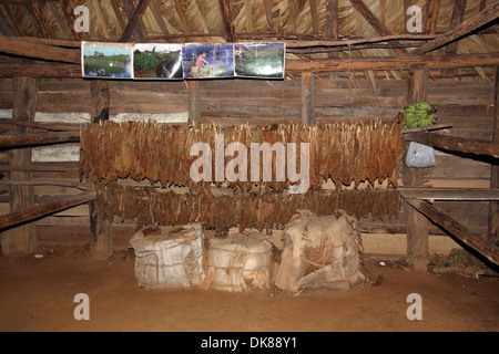 Tabak Trocknung Haus, Viñales-Tal, Pinar del Rio Province, Kuba, Karibik, Mittelamerika Stockfoto