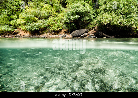 ST. JOHN, US Virgin Islands – Eine geteilte Aufnahme, die den Unterwasser- und Überwasserblick auf die Maho Bay auf St. John auf den US Virgin Islands zeigt. Maho Bay ist Teil des Virgin Islands National Park, bekannt für sein klares Wasser und die vielfältige Unterwasserwelt. Das Bild zeigt den Übergang zwischen der tropischen Strandlandschaft und dem lebendigen Unterwasser-Ökosystem. Stockfoto