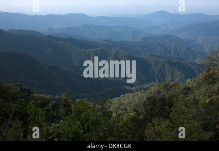 Der Wald in El Triunfo Biosphären-Reservat in den Bergen der Sierra Madre, Bundesstaat Chiapas, Mexico. Stockfoto