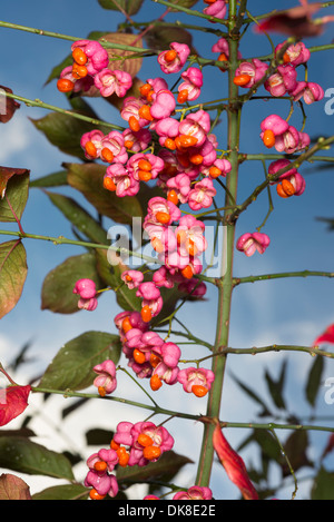 Euonymus Europaeus (europäischer Spindel, Spindel, gemeinsamen Spindel) Stockfoto