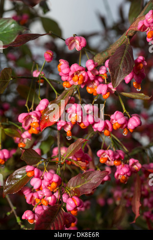 Euonymus Europaeus (europäischer Spindel, Spindel, gemeinsamen Spindel) Stockfoto