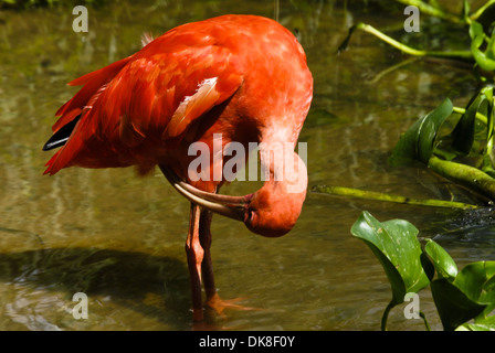 Das Scarlet Ibis ( Eudocimus ruber ) ist eine Art von Ibis in der Vogelfamilie Threskiornithidae. Amazonas Regenwald, Brasilien. Portugiesischer Name: Guara. Es bewohnt das tropische Südamerika und die Inseln der Karibik. Sie ähnelt den meisten anderen 27 vorhandenen ibis Arten, ist aber dank ihrer außergewöhnlich brillanten Scharlachfarbe unverwechselbar. Stockfoto