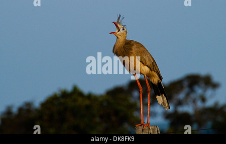 Die rotbeinige Seriema oder Crested Cariama (Cariama Cristata) ist eine meist terrestrischen Greifvogel in der Familie seriema Stockfoto