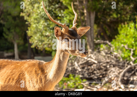 Damhirsch (Dama Dama) auf der Insel Badija, Kroatien Stockfoto