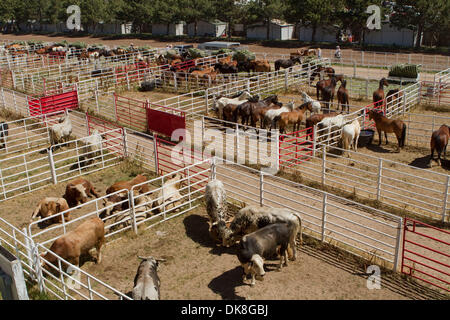 23. Juli 2011 - dient der Cheyenne, Wyoming, USA - Rodeo - ein großer Teil der Aktien während der Cheyenne Frontier Days, der weltweit größte outdoor-Rodeo mit über 1.500 Teilnehmern und eine Annäherung an $ 1 Million Preisgeld. Jetzt im 115. Jahr bietet dieser westlichen Feier eine einzigartige Kombination von PRCA Rodeo Tagesaktivitäten und Abendkonzerte mit hochkarätigen Acts. (Kredit Bild Stockfoto