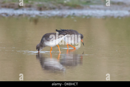 Paar der Rotschenkel Tringa Totanus Suche für Lebensmittel. UK Stockfoto