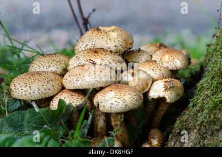 Eine enge Bündel von Pilzen am Fuße eines Baumes von Grasmere, Cumbria, England Stockfoto