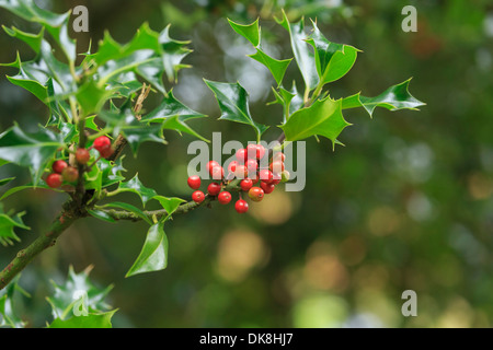 Holly, Ilex Aquifolium, mit Beeren Stockfoto