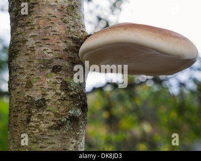 Birken Sie-Polypore, Piptoporus Betulinus, ein nekrotrophe Parasit gefunden auf auf geschwächte Birken Stockfoto