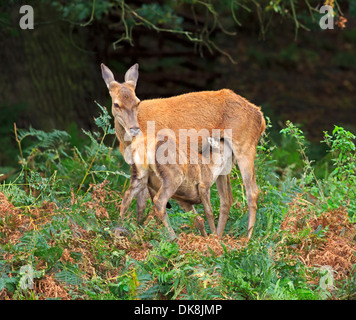 Rothirsch, Cervus Elaphus Hirschkuh mit Rehkitz Stockfoto