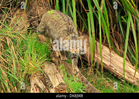 Schottische Wildkatze, Felis Silvestris, Jagd in der Wiese Stockfoto