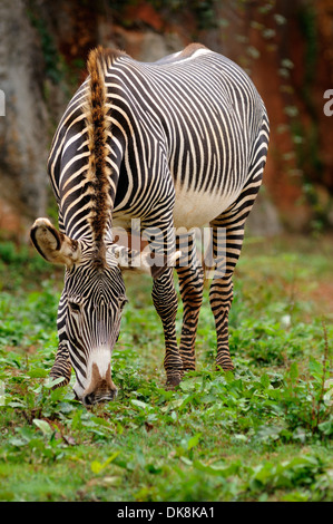 Vertikale Porträt von Grevy Zebra, Equus Grevyi, Essen in Grünland. Stockfoto