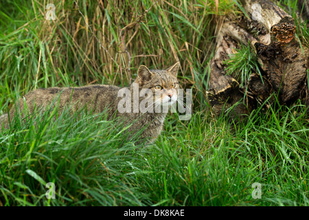 Schottische Wildkatze, Felis Silvestris, erwachsenes Weibchen Stockfoto