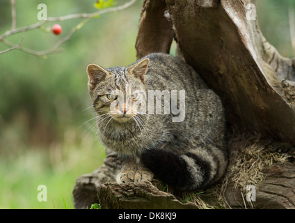 Schottische Wildkatze, Felis Silvestris, erwachsenes Weibchen Stockfoto