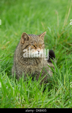 Schottische Wildkatze, Felis Silvestris, erwachsenes Weibchen Stockfoto