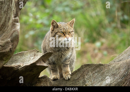 Schottische Wildkatze, Felis Silvestris, erwachsenes Weibchen Stockfoto
