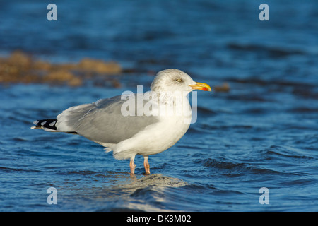 Silbermöwe, Larus Argentatus, Erwachsene im Winter Gefieder, November, England Stockfoto