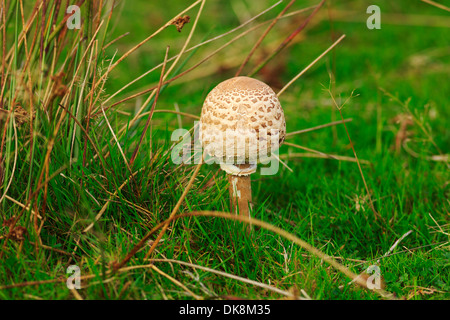 Parasol Pilz, Macrolepiota Procera, wächst in Gräser im Herbst Stockfoto