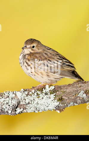 Vertikale Porträt von Wiese Pieper, Anthus Pratensis, thront auf einem Ast mit Flechten bedeckt. Stockfoto