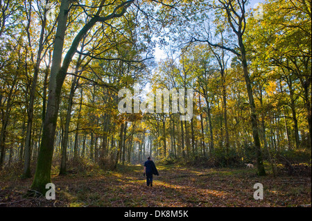 Ein Mann geht seinen Hund in der englischen Landschaft Stockfoto