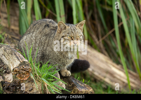 Schottische Wildkatze, Felis Silvestris, Erwachsene Stockfoto