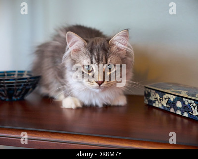 Sibirische Waldkatze, Kätzchen Stockfoto