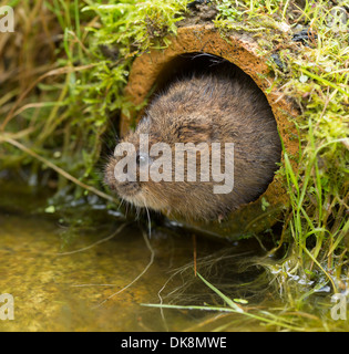 Europäische Wasser-Wühlmaus, Arvicola amphibius Stockfoto