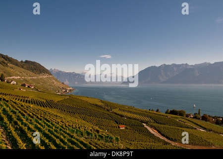 Die Region Lavaux befindet sich in der Nähe von Lausanne (Schweiz) und ist berühmt für seine Weinbergterrasse (Unesco Weltkulturerbe). Stockfoto