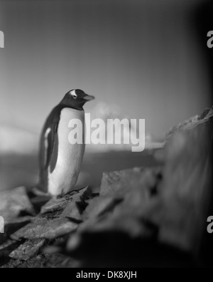 Antarktis, Petermann Island, verschwommene Farbbild des Gentoo Penguin Rookery mit vergletscherte Berggipfel in Ferne Stockfoto