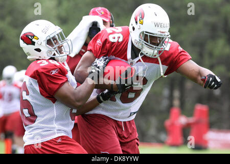 3. August 2011 - Flagstaff, Arizona, versucht US - Arizona Cardinals Runningback LaRod Stephens-heulen (36), den Ball von Runningback Chris Wells (26) Streifen während des Trainingslagers in Northern Arizona University in Flagstaff, Arizona. (Kredit-Bild: © Chris Pondy/Southcreek Global/ZUMAPRESS.com) Stockfoto