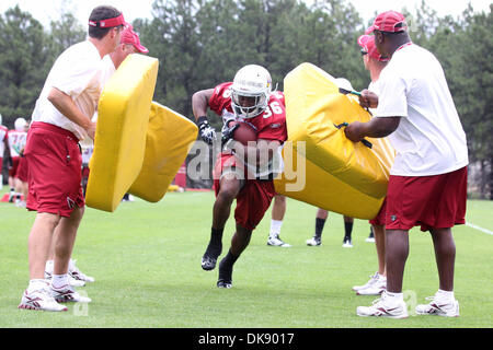 3. August 2011 - Flagstaff, Arizona, USA - Arizona Cardinals Runningback LaRod Stephens-heulen (36) schützt den Ball während eines Bohrers bei Northern Arizona University in Flagstaff, Arizona. (Kredit-Bild: © Chris Pondy/Southcreek Global/ZUMAPRESS.com) Stockfoto