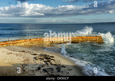 Wellen die Ufermauer mit Dichtungen auf der Kinder Pool Strand. La Jolla, Kalifornien, USA. Stockfoto