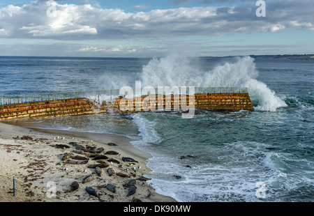 Wellen die Ufermauer mit Dichtungen auf der Kinder Pool Strand. La Jolla, Kalifornien, USA. Stockfoto