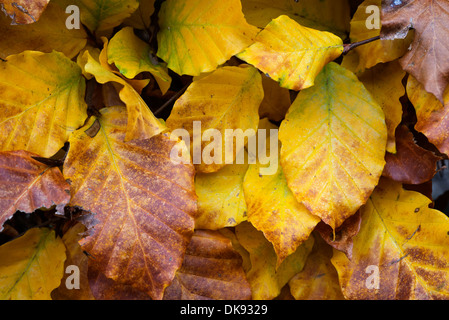 Buche (Fagus Sylvatica) Hedgeing, Blätter im Herbst, England, November. Stockfoto