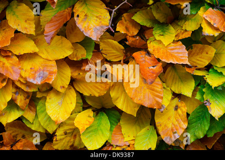 Buche (Fagus Sylvatica) Absicherung, Blätter im Herbst, England, November. Stockfoto