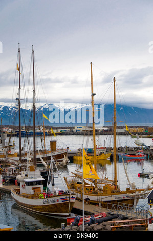 Whale Watching Boote, Husavik, Island Stockfoto