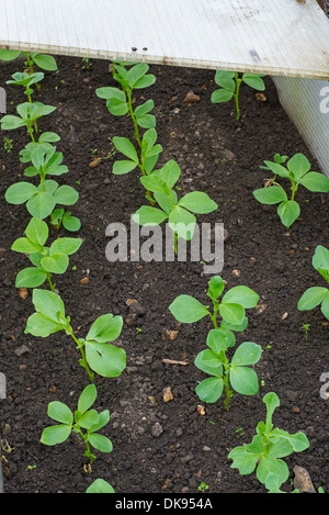 Saubohne 'Aquadulce Claudia"Pflanzen von einem Oktober Aussaat Überwinterung in einem Kaltrahmen. Stockfoto