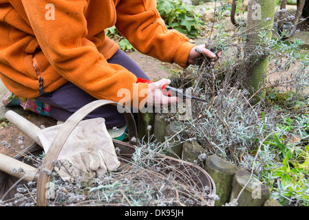 Frau Gärtner schneiden wieder Lavendel zur Förderung des Wachstums im Frühjahr, Norfolk, England, November. Stockfoto