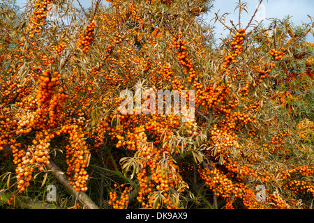 Sanddorn Hippophae rhamnoides Stockfoto