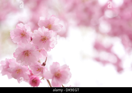 Kirschblüten Stockfoto