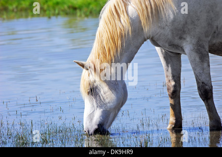 Camargue-Pferd-Trinkwasser in einem Teich Stockfoto