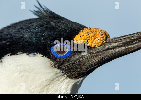 Antarktis, Petermann Island, Close-up-eyed Shag auf Nest (Phalacrocorax Atriceps) Stockfoto