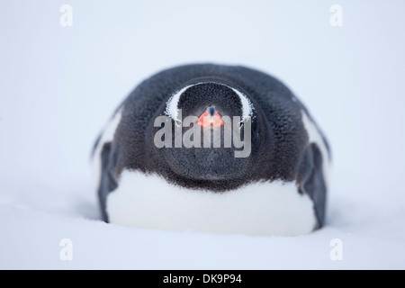 Antarktis, Süd-Shetland-Inseln, Gentoo Penguin (Pygoscelis Papua) ruhen im Schnee auf Deception Island Stockfoto