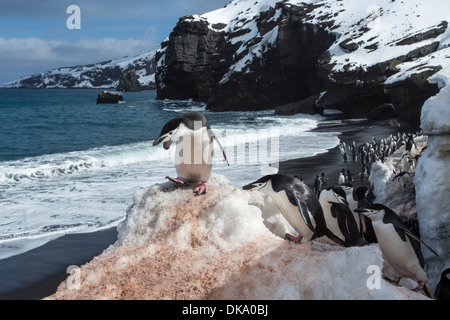 Antarktis, Süd-Shetland-Inseln, Kinnriemen Pinguine (Pygoscelis Antarcticus) am Kopf der Bailey auf Deception Island Stockfoto